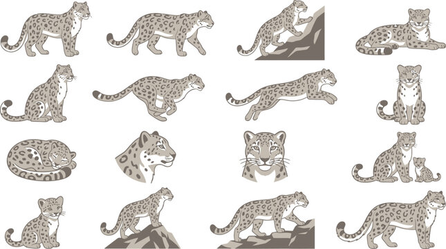 Set of flat vector illustrations featuring snow leopards in various poses and actions for wildlife design projects