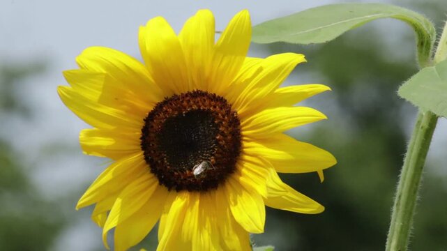 Bee crawling in a semi circle on the center of a sunflower as the flower slightly sways in a gentle breezze