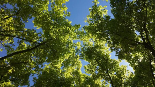 Bird's eye view of green trees under bright sky with sun on a clear day