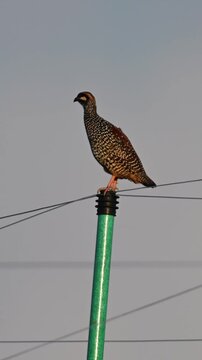 Black francolin bird calling perched on green pole against clear sky close up view