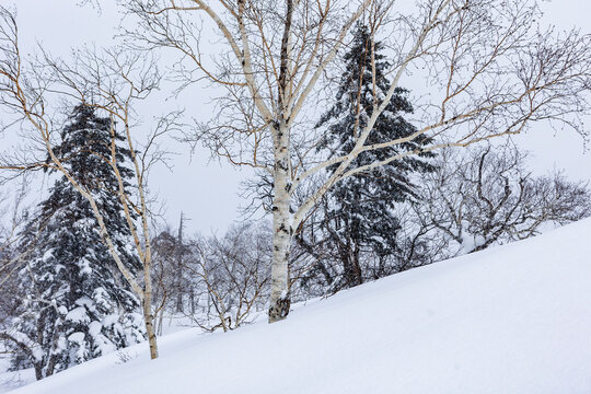 Snowy hillside with birch tree and pine forest in winter