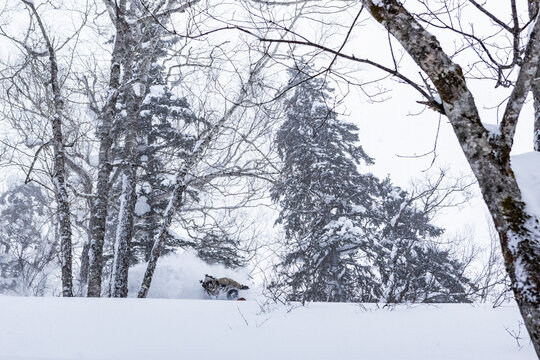 Snowboarder skiing powder in snowy forest, Hokkaido
