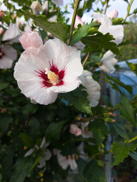 Beautiful White Rose Of Sharon Hibiscus Blossom In Summer