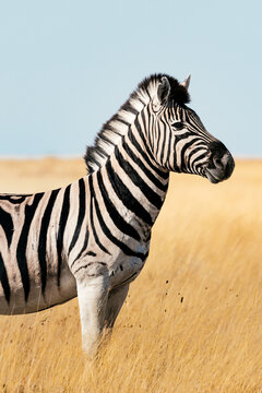 Zebra in the Etosha National Park, Namibia
