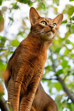 Abyssinian cat hunting in a street