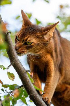 Abyssinian hunter cat stalking prey outdoors in street