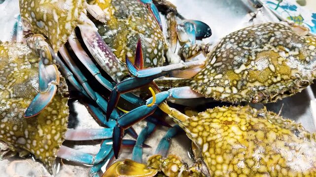 Fresh blue swimming crabs closeup at seafood market