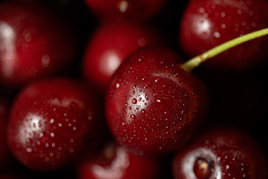 Close-up of fresh wet cherry with stem on dark background