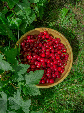 Wooden bowl of fresh red currant berries on grass