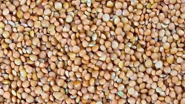 Macro texture background of raw brown lentils masoor dal seeds