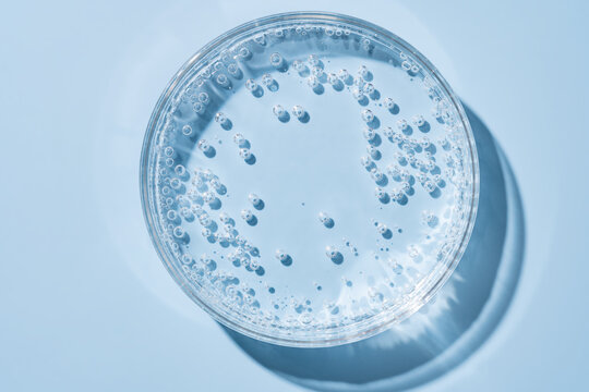 Close-up of clear gel bubbles in a petri dish on blue