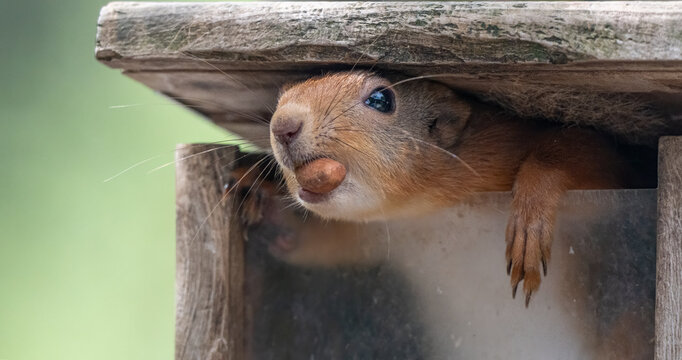 Red squirrel eating hazelnut in Cairngorms bird box