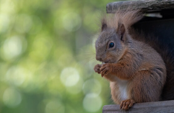 Red squirrel eating on wooden feeder in the Cairngorms