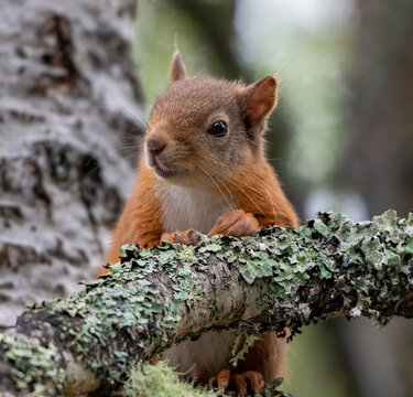 Red squirrel portrait on lichen branch in Cairngorms
