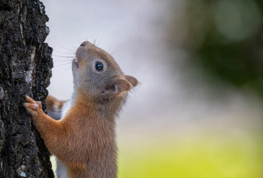 Red squirrel climbing pine trunk in the Cairngorms