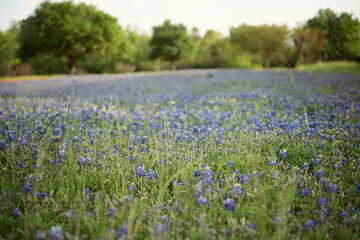 Obraz premium bluebonnets in spring