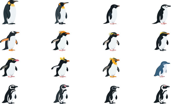 Comprehensive collection of various penguin species in a flat vector style isolated on a plain white background