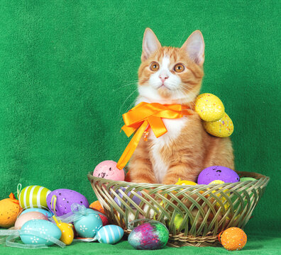 Cute red and white kitten sits in a backet with colorful Easter eggs. Easter composition.