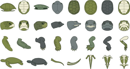 Detailed flat vector collection of sea turtle anatomy including shells, heads, flippers, and various body parts. © MDTOFIZUL