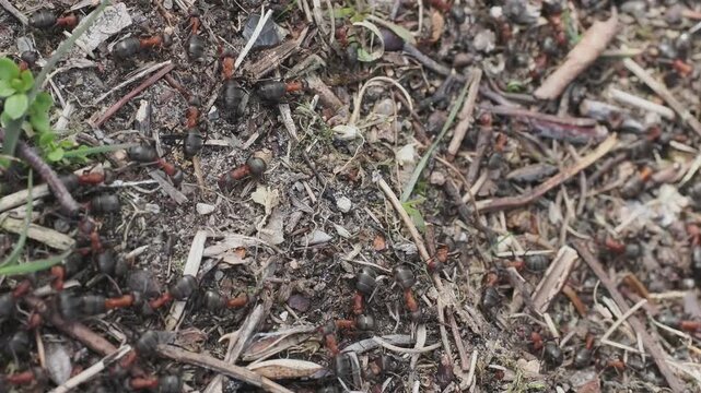Close-up video of red wood ants actively moving across an anthill on the forest floor. Ideal for insect behavior, ecology, biodiversity and wildlife education themes.