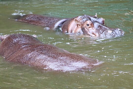 A large hippopotamus partially submerged in the water.