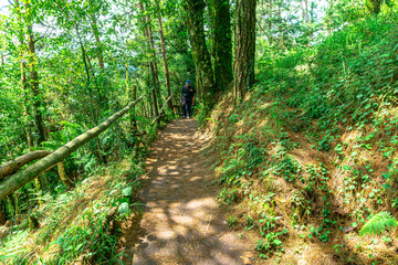 Obraz premium Man hiking forest trail in honey puebla mexico
