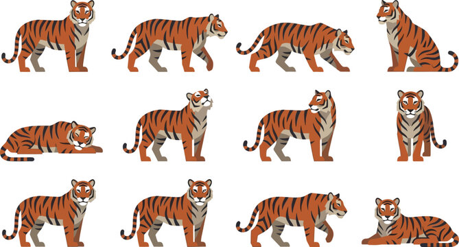 Detailed flat vector set of tigers in various resting, sitting, and walking poses on white background art