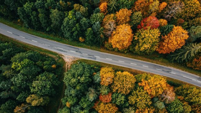 An asphalt road cuts through a dense forest featuring vibrant yellow and orange autumn foliage
