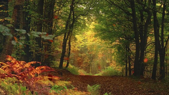 Picturesque forest with lots of falling leaves in autumn, a panning shot of a nature scenery in slow motion.