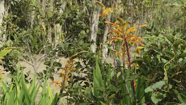 female Austral Hummingbird (Sephanoides sephaniodes or Green-backed Firecrown) drinking nectar from orange blooming flower with rapid wing movement