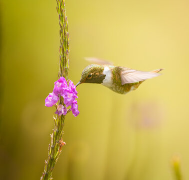 Hummingbird in the cloud forests of Costa Rica