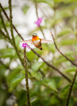 Hummingbird in the highlands of Cerro de la Muerte