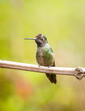 Vibrant hummingbird in Costa Rica's cloud forest