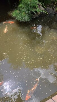 Colorful koi fish in a pond