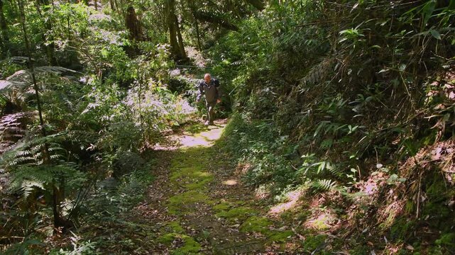 Man walking through the nature in a rainforest in Brazil