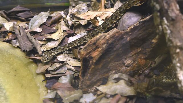 Crawling snake closeup showing scale and eye details