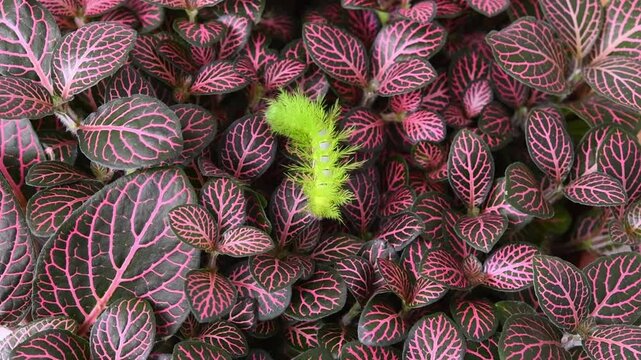 Green spiny caterpillar walking over green and red leaves