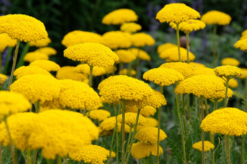 Yellow Achillea filipendulina ‘Parker's Variety’ fern leaf yarrow in flower. © Alexandra