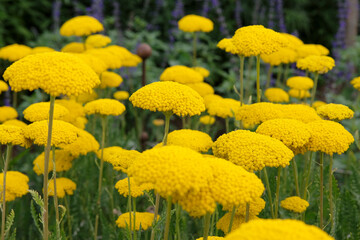 Yellow Achillea filipendulina ‘Parker's Variety’ fern leaf yarrow in flower. © Alexandra