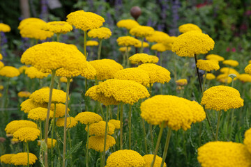 Yellow Achillea filipendulina ‘Parker's Variety’ fern leaf yarrow in flower. © Alexandra