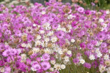 Obraz premium Purple and lilac Xeranthemum annuum Mixed, Paper Flower or everlasting, in flower.
