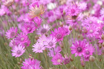 Fototapeta premium Purple and lilac Xeranthemum annuum Mixed, Paper Flower or everlasting, in flower.