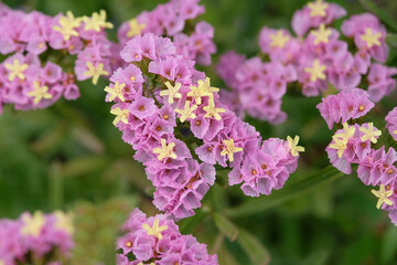 Obraz premium Lilac purple Limonium sinuatum, statice or sea lavender ‘forever happy’ in flower.