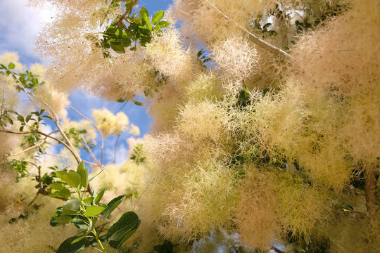Cream Cotinus coggygria &lsquo;Kanari&rsquo; smoke bush in flower.