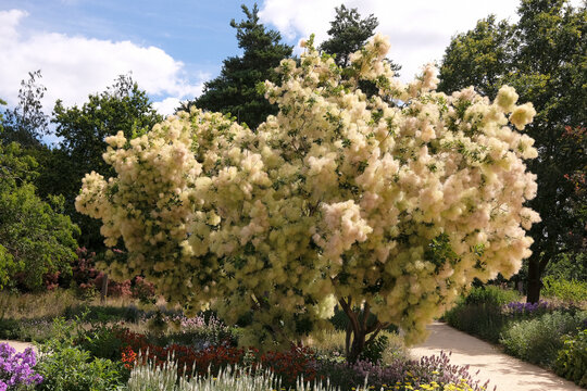 Cream Cotinus coggygria &lsquo;Kanari&rsquo; smoke bush in flower.