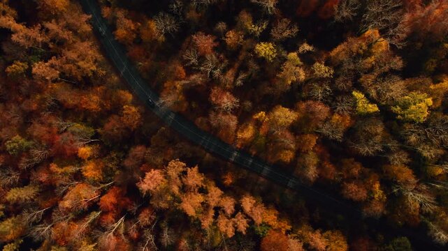 Birds-eye view of a road leading through a forest in autumn with deep orange tones. Aerial footage of cars driving on a scenic route.