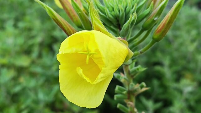 Close-up of an evening primrose flower blooming at dusk. Perfect for educational videos, nature documentaries, botanical projects, relaxation content, science presentations, and floral ads.