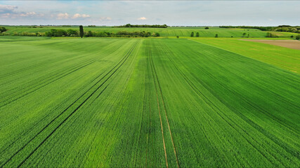 Fototapeta premium Green wheat field on hills under blue sky with clouds