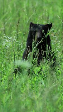Beautiful Slow Motion Black Bear Cub in a Field Eating Foraging 