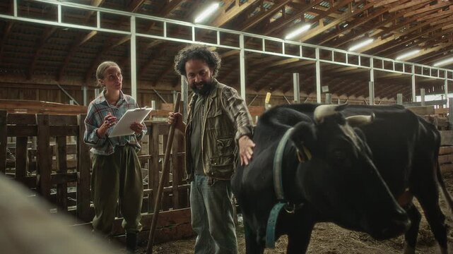 Bearded male farmer petting black dairy cow and discussing daily work tasks with female manager holding clipboard in agricultural barn